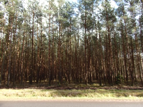 Between Waren (Muritz) and Neustrelitz