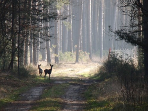 Deer in the forest between Juterbog and Muero