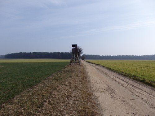 Hunting platforms that are literally everywhere in Germany