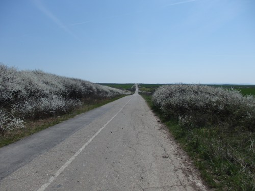 Between Vrsac and Bela Crkva