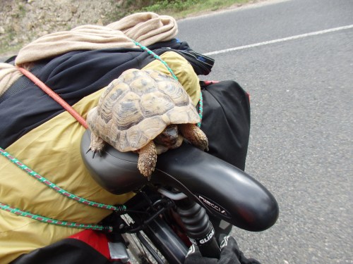 Rescuing tortoises from the road