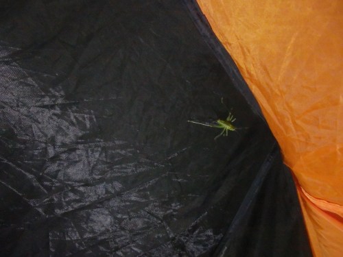Visitors to my tent