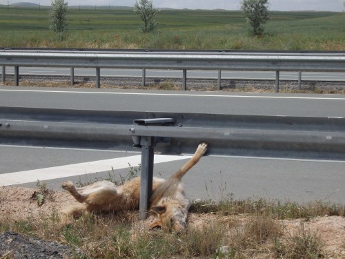 Road kill dog