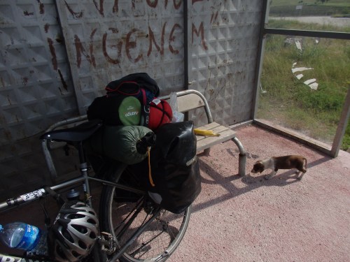 Stray puppy saying hello