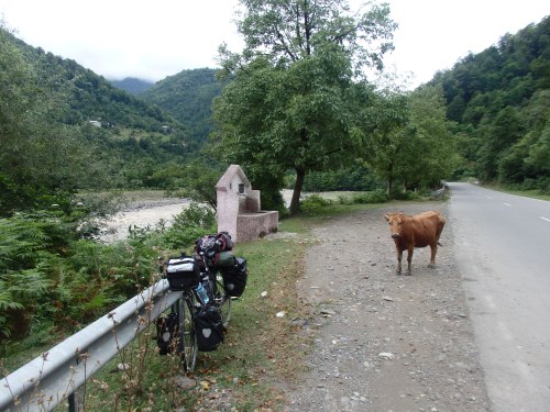 My bike and a cow