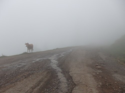 Cow in the clouds