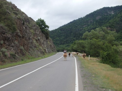 It's not just the Georgian drivers that have no respect for road safety - it's the cows too!